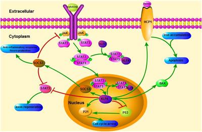 The Role of KLF4 in Alzheimer’s Disease